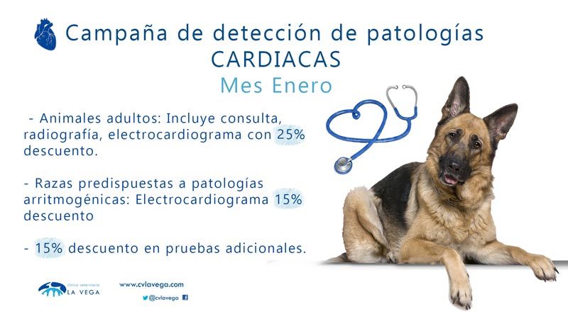 Campaña de cardiología veterinaria