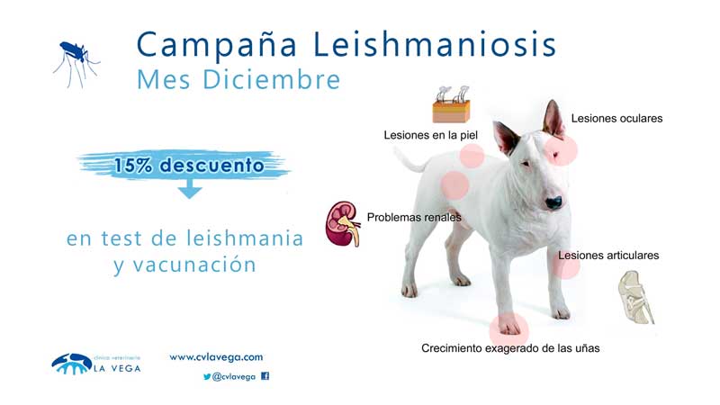 Campaña de Leishmania