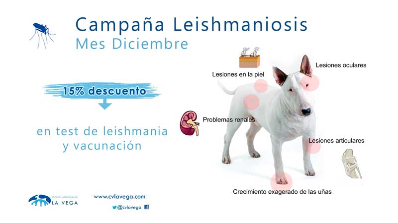 Campaña de leishmaniosis