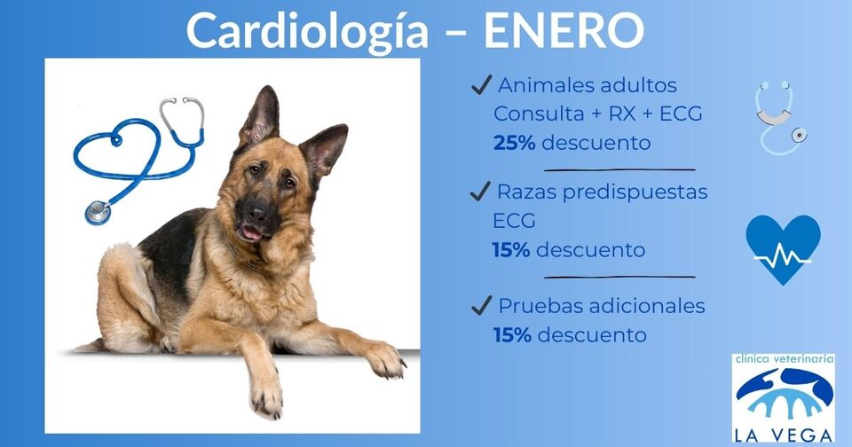Campaña de cardiología veterinaria para perros en Salamanca