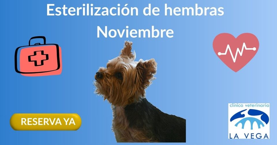 Campaña de esterilización de hembras en Salamanca
