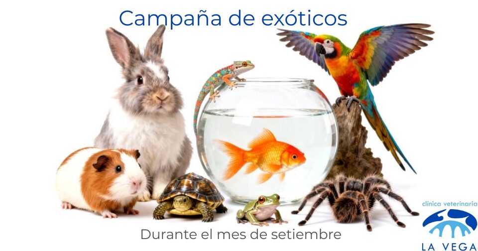 Campaña de revisión para animales exóticos (conejos, roedores, tortugas, aves) en Salamanca