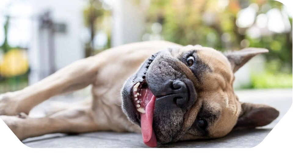 Perro jadeando al sol en verano: riesgo de golpe de calor en Salamanca