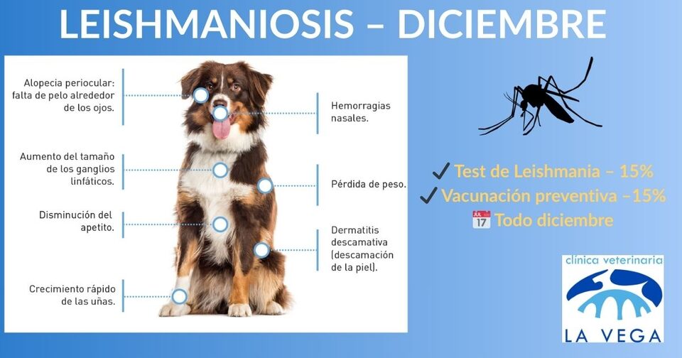 Campaña de leishmaniosis en Salamanca (diciembre 2025)