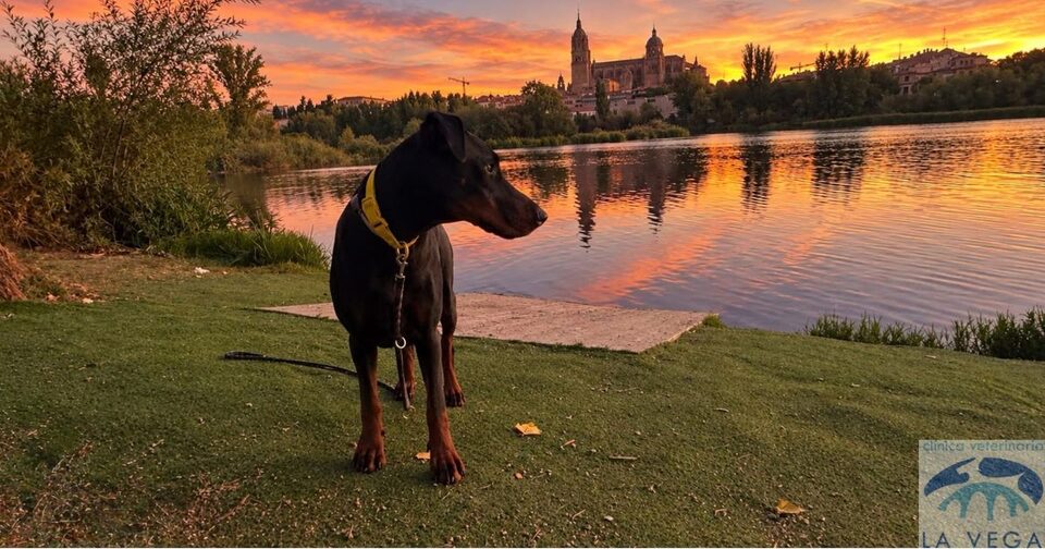 Perro paseando al atardecer en Salamanca, la hora de más actividad del flebotomo que transmite la leishmaniosis