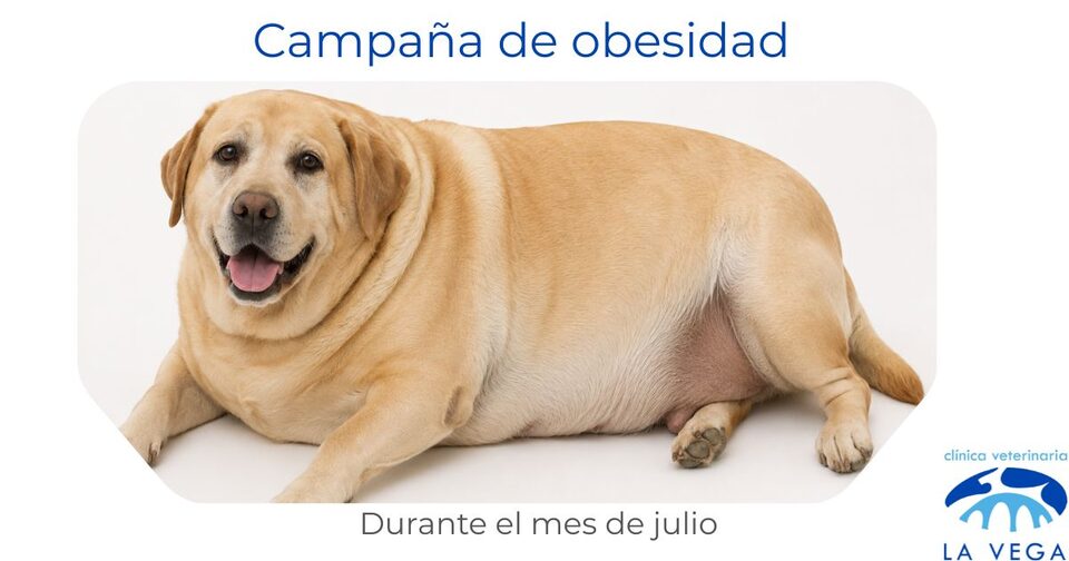 Campaña de control de peso y obesidad en perros y gatos en Salamanca