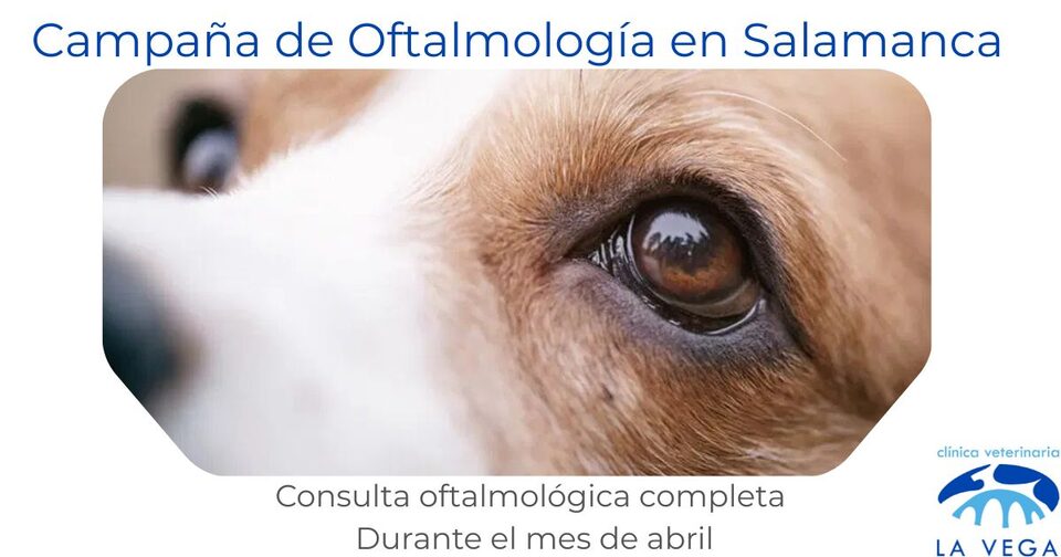 Campaña de oftalmología veterinaria en Salamanca para perros y gatos