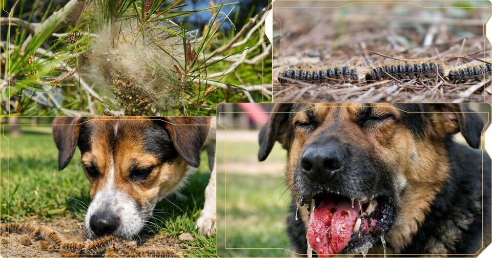 Perro en paseo por zona con pinos: riesgo de procesionaria en Salamanca