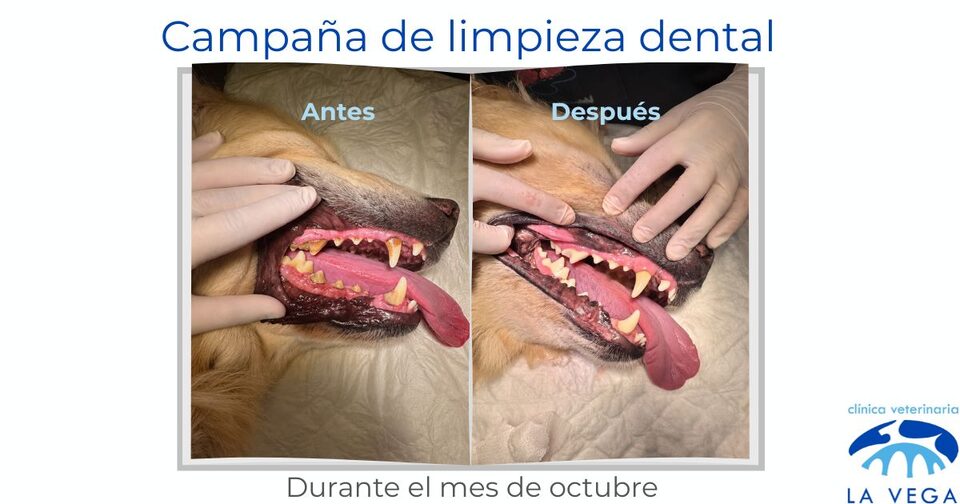 Revisión de la boca y los dientes de un perro en Clínica Veterinaria La Vega, Salamanca