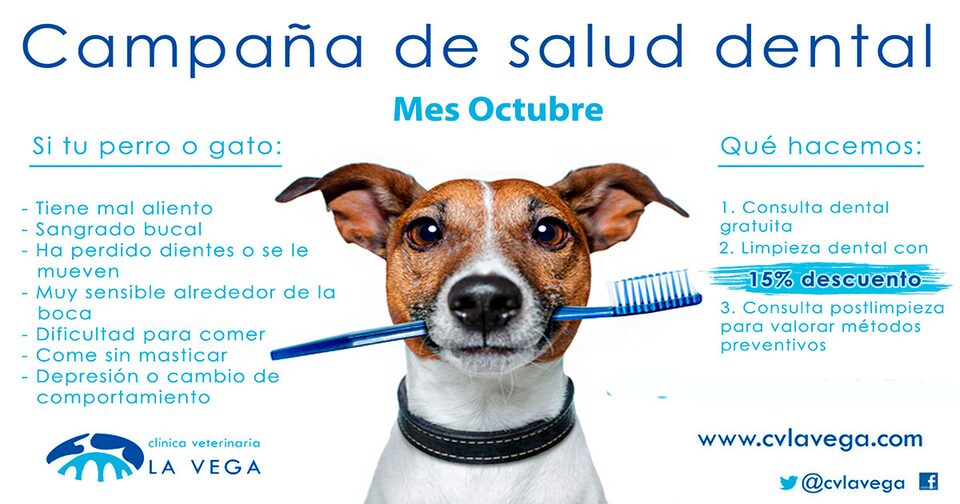 Campaña de salud dental para perros y gatos en Salamanca