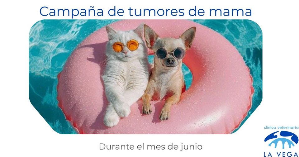 Campaña de detección precoz de tumores de mama en perras y gatas en Salamanca