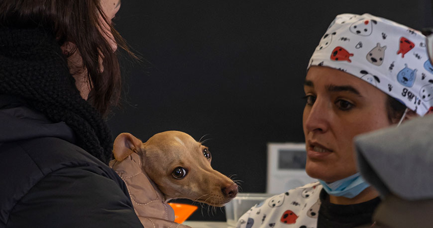 Cirugía veterinaria