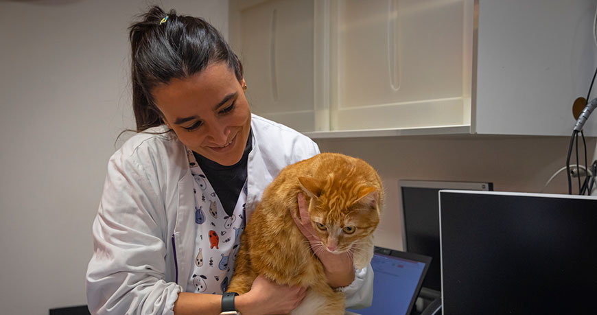 Consulta de medicina veterinaria
