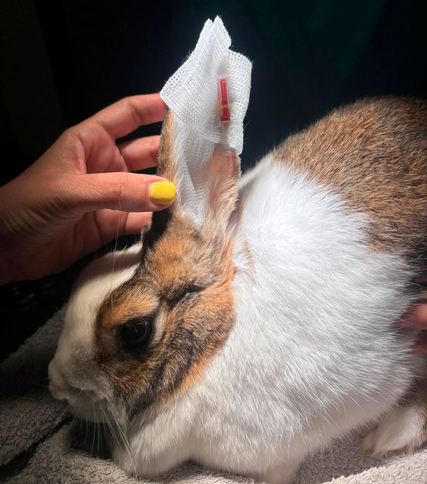 Consulta de animales exóticos