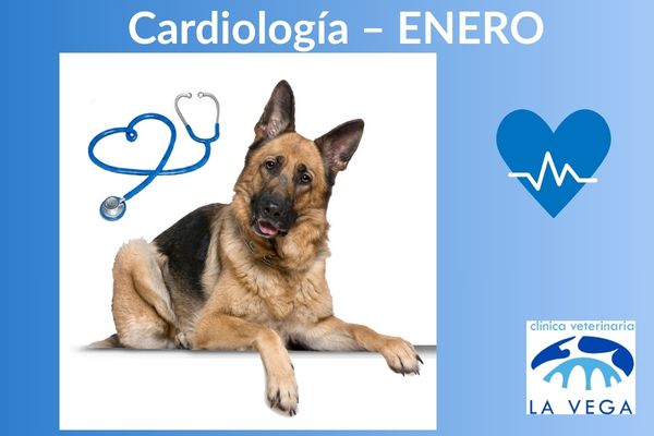 Campaña de cardiología veterinaria en perros en Salamanca