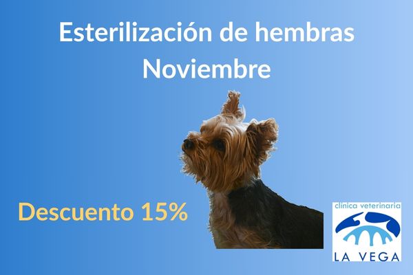 Campaña de esterilización de hembras en Salamanca