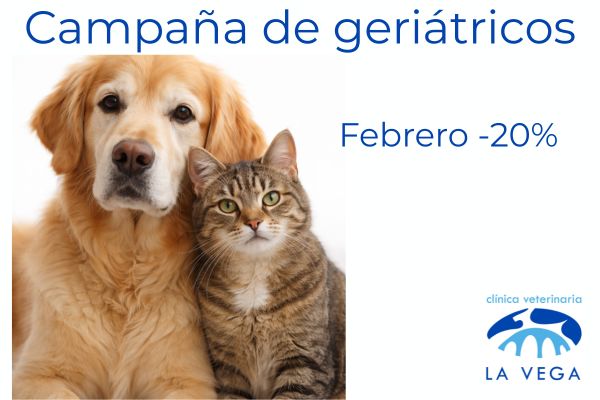 Campaña de prevención geriátrica para perros y gatos senior en Salamanca