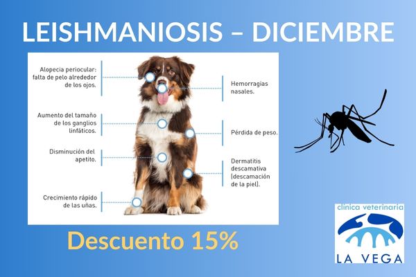 Campaña de leishmaniosis en Salamanca: test y vacunación preventiva con descuento
